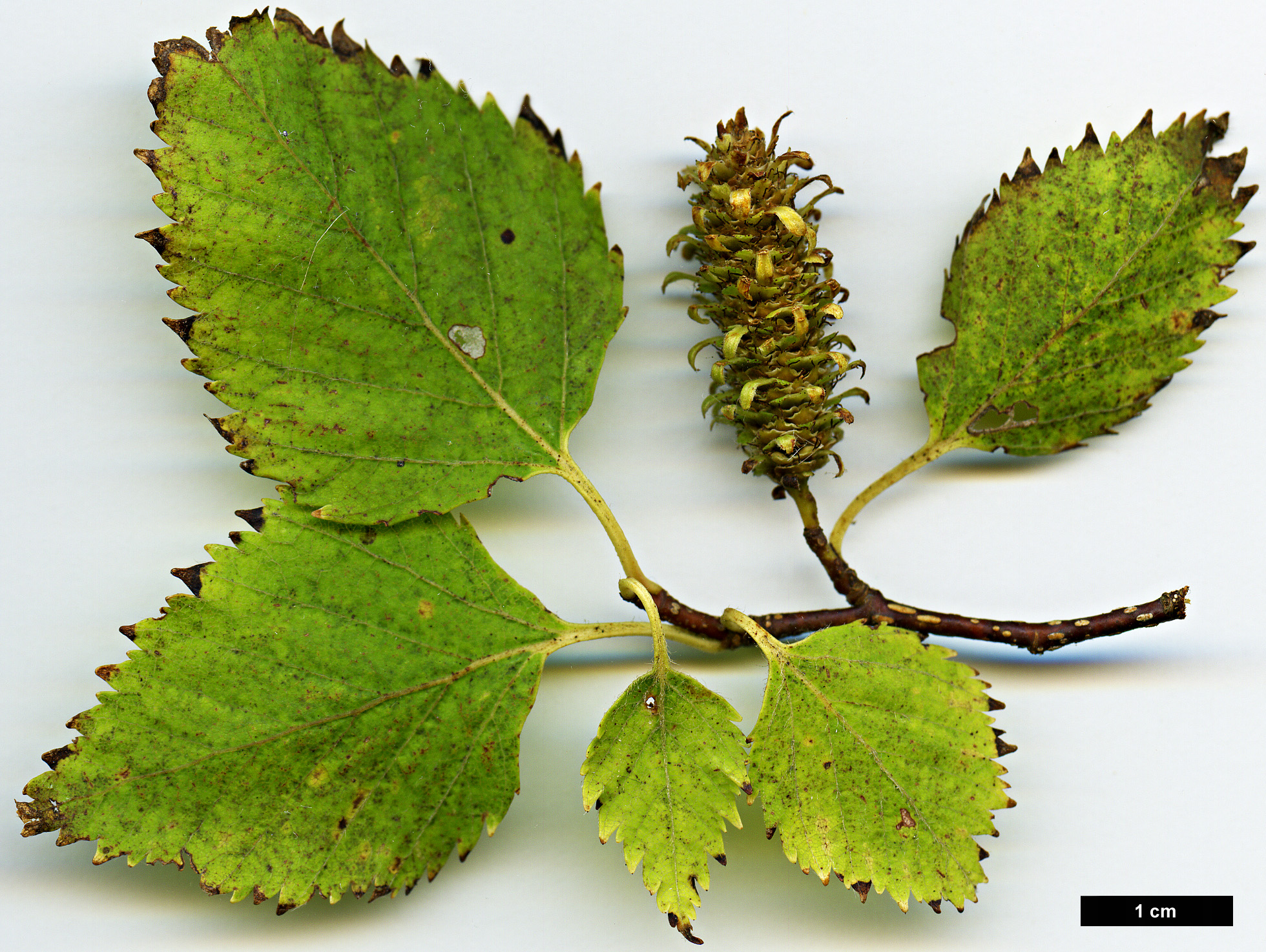 High resolution image: Family: Betulaceae - Genus: Betula - Taxon: ermanii - SpeciesSub: var. ermanii
